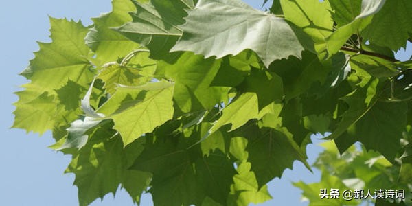 虞世南借蝉抒情言志,虞世南蝉诗的意思