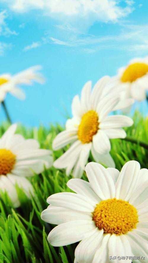 大智若愚的人生感悟句子,大智若愚的智慧名言