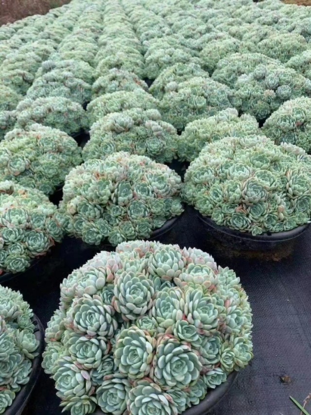 多肉植物要防霜冻吗,多肉冰梅的养殖方法和注意事项