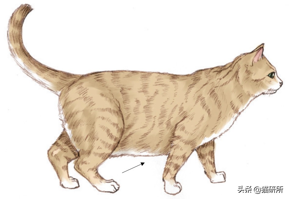 幼猫猫咪的体重多少才是正常体重,猫咪肥胖标准图