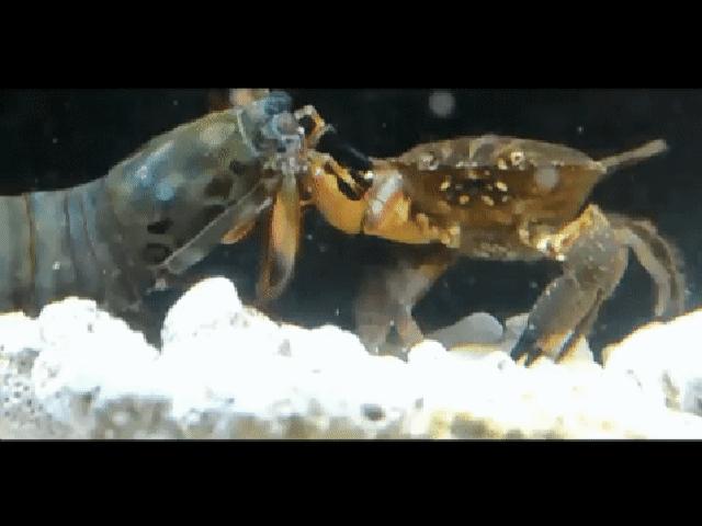 硬壳罗氏虾和软壳罗氏虾的区别,罗氏虾鳌虾甜虾有什么不同