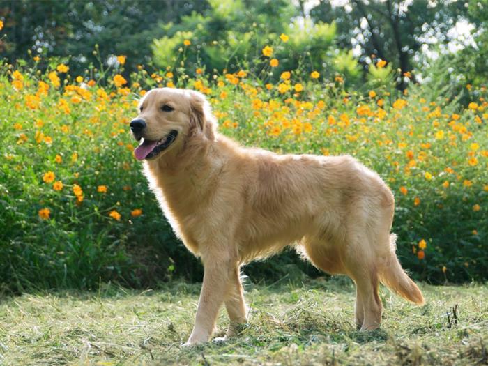 狗狗因吃鸡蛋出问题？原因不在于鸡蛋，而在于铲屎官疏忽大意