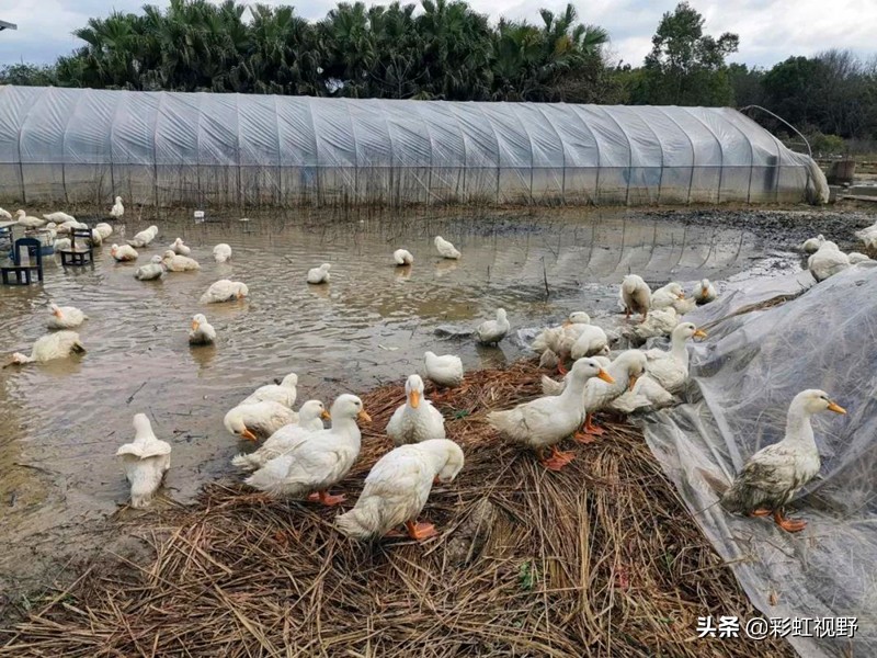 不务正业乡村干部,不务正业疫情