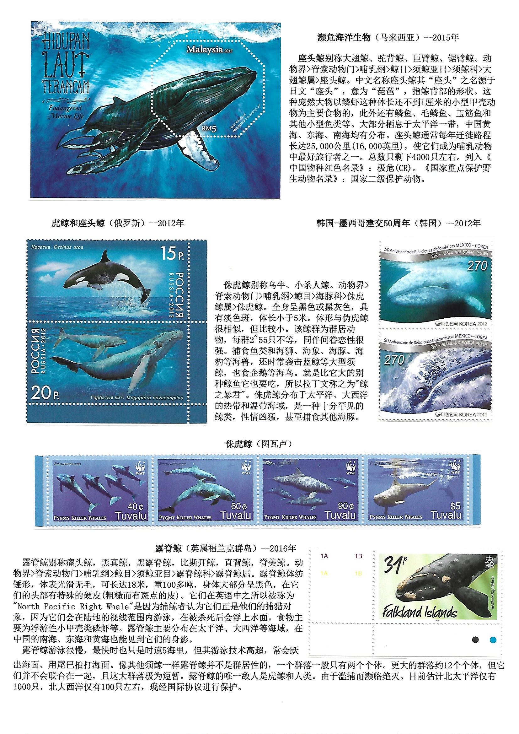 鲸和鲨（WhaleShake）