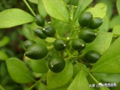 骞哥涔呬箙鐢滅敎铚滆湝,骞哥涔呬箙