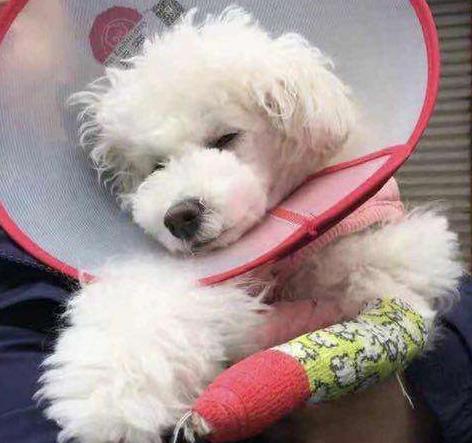 养泰迪必须知道的知识,饲养泰迪犬的五大坏处