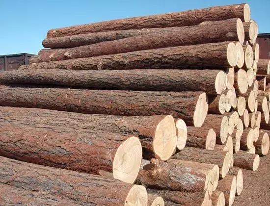 你知道什么叫木匠吗,你知道什么是榉木吗