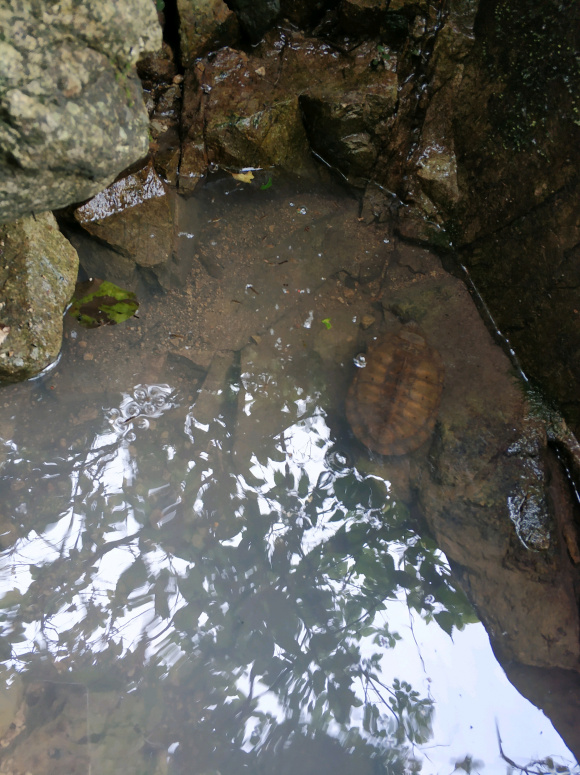 龟壳奇特的宠物龟,常见的十大凶猛宠物龟