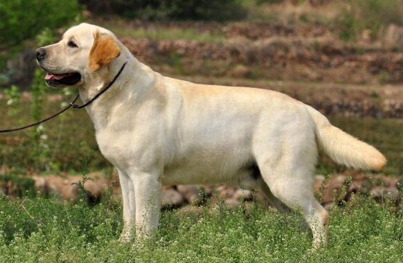 新手养拉布拉多需要注意什么问题,养拉布拉多需要注意什么呢