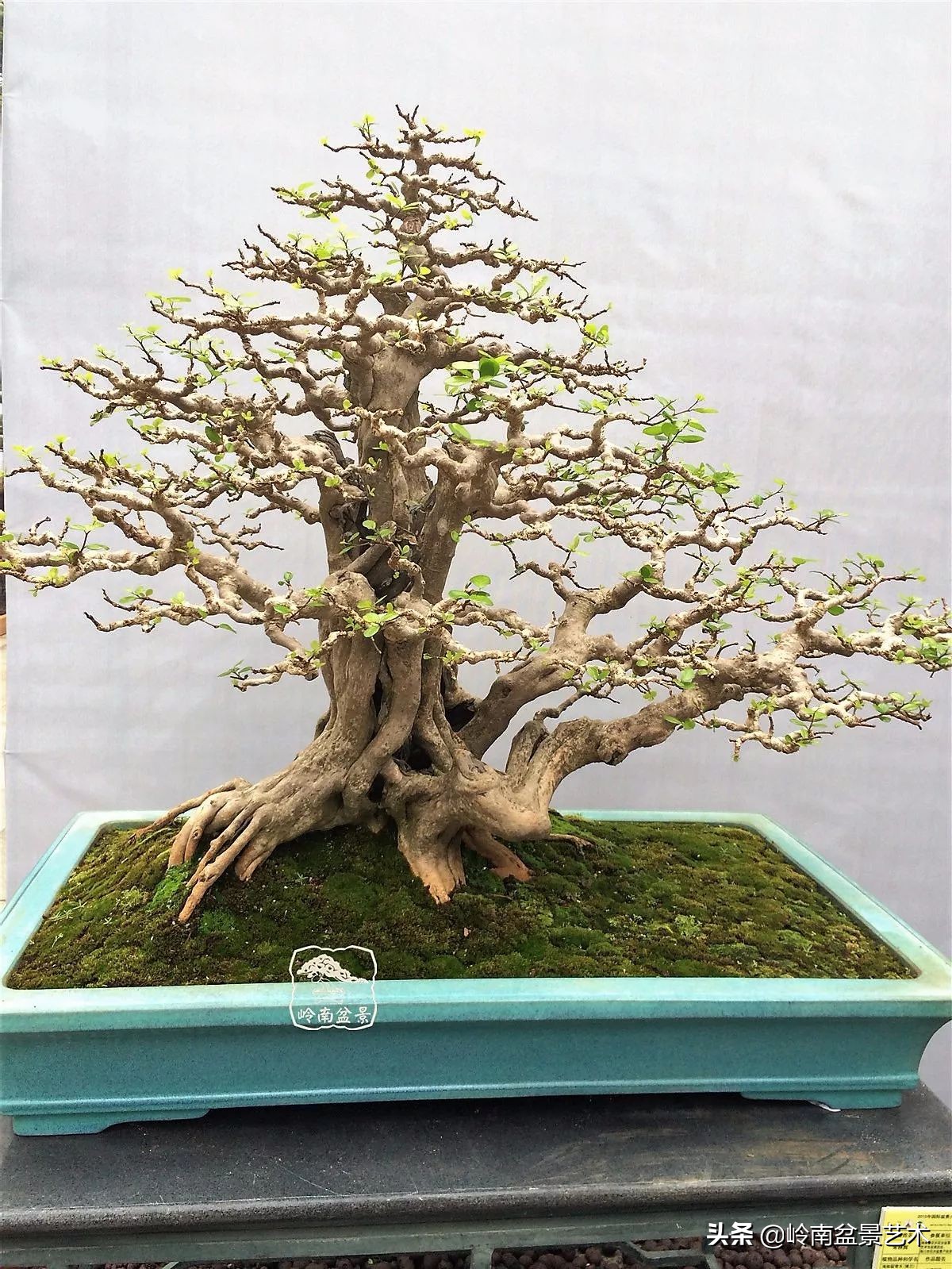 盆景结顶的形式,最好的盆景结顶方法