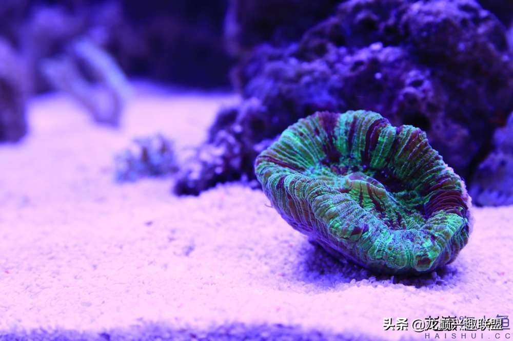 从零开始玩海缸的方法,从零开始玩海缸全过程