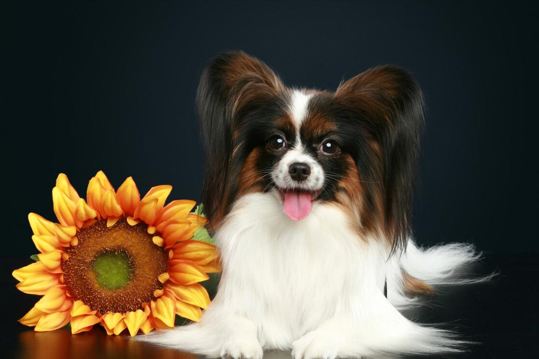 小型宠物犬多少钱一只,十种最省心的小型犬多少钱一只