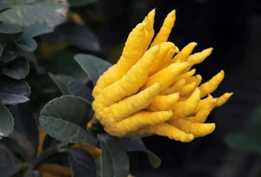 被誉为“福气之手”的翡翠佛手有啥款式？翡翠佛手适合哪些人戴？