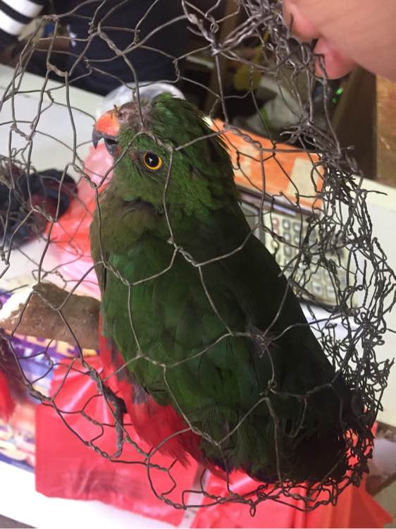 国王鹦鹉多少钱,外国鹦鹉多少钱一只