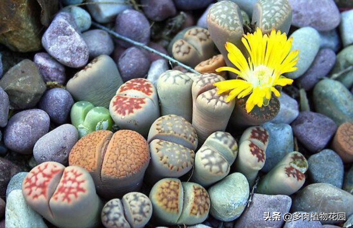 生石花怎么养才开花,生石花开花看大小还是看年龄