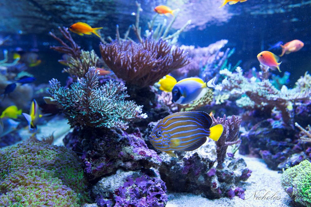 经典海水礁岩生态缸分享，180×120×60厘米三面观赏海缸