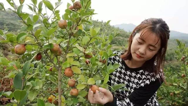 都说茶油好，但茶油的惊人作用，兴宁人知道吗？