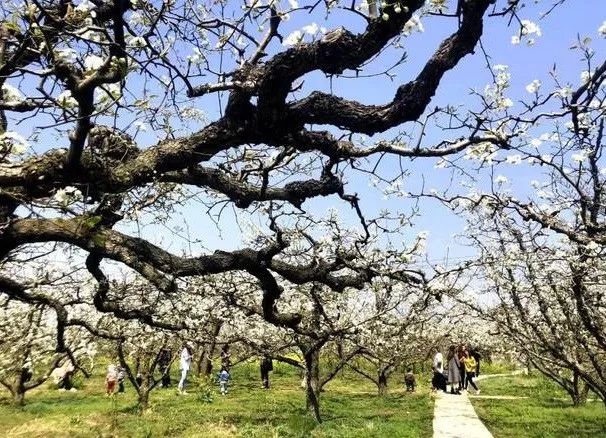 到了京郊这些花开四溢的“仙境”，您简直可以把日子过成诗！