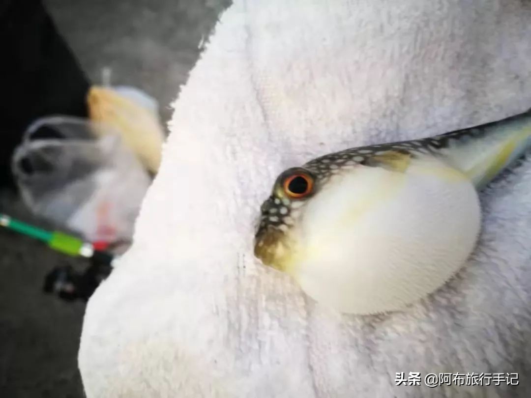 游钓鸣门海峡和濑户内海，天气不好，就算千年日本皇室渔场也不行