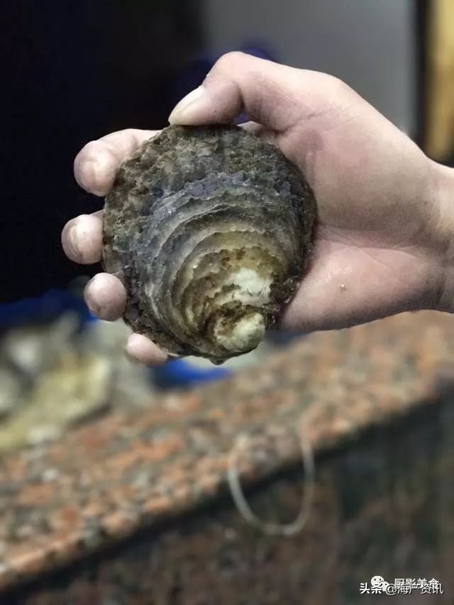 世界十大顶级海鲜品种,全球顶级海鲜食材大赏