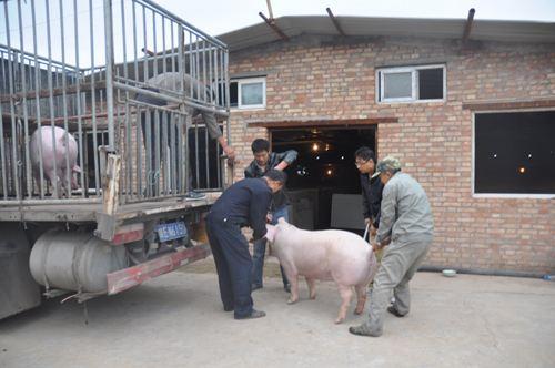 明明供大于求为什么价格还高,猪少了为什么猪价不涨