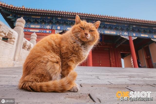 一只猫是如何影响皇位的继承？古代养猫那些事