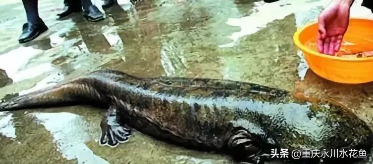 十种最漂亮的观赏鱼视频播放,观赏鱼60条