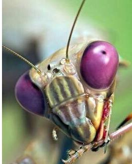 动物侠记：双刀客螳螂，双刀斗遍武林豪杰，却是个怕老婆的主