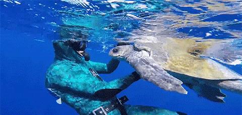 寻找幸运锦鲤活动在哪,寻找锦鲤