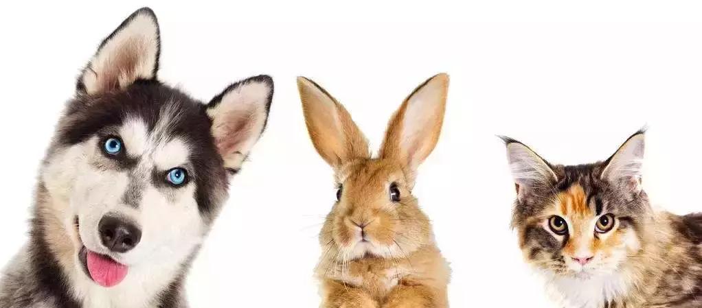 千亿宠物经济背后的真实故事,宠物市场的蓝海市场究竟有多宽阔