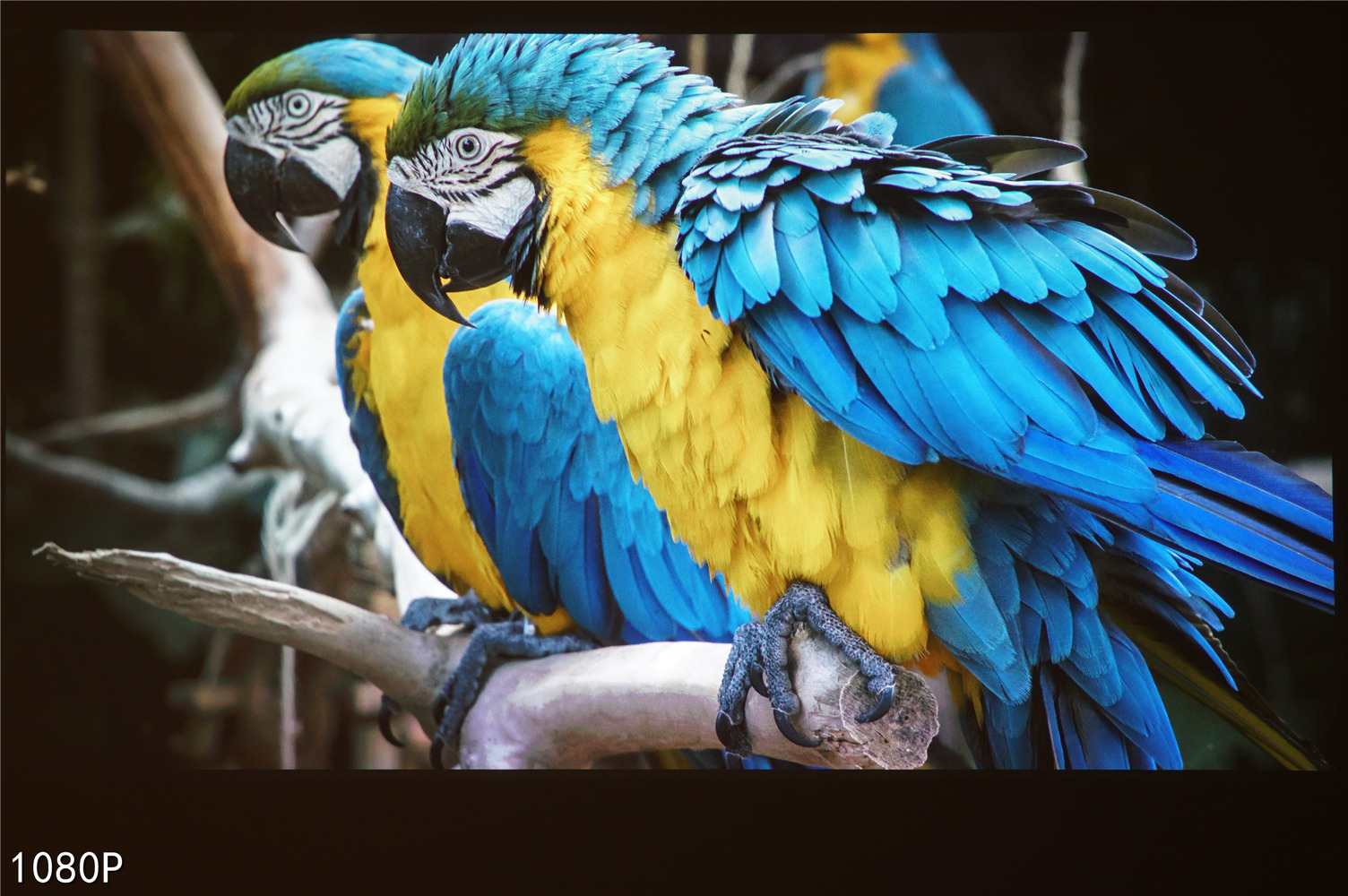 8000块的4K投影仪效果怎么样,800元的1080p的投影仪