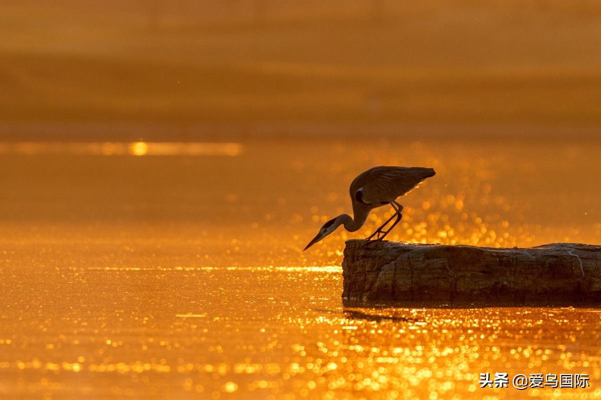 极简鸟类摄影欣赏,2019鸟类摄影作品欣赏