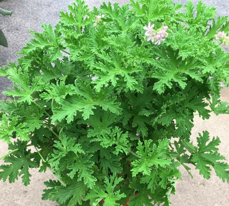 驱蚊草的养殖方法与技巧,养花除虫小妙计视频教程