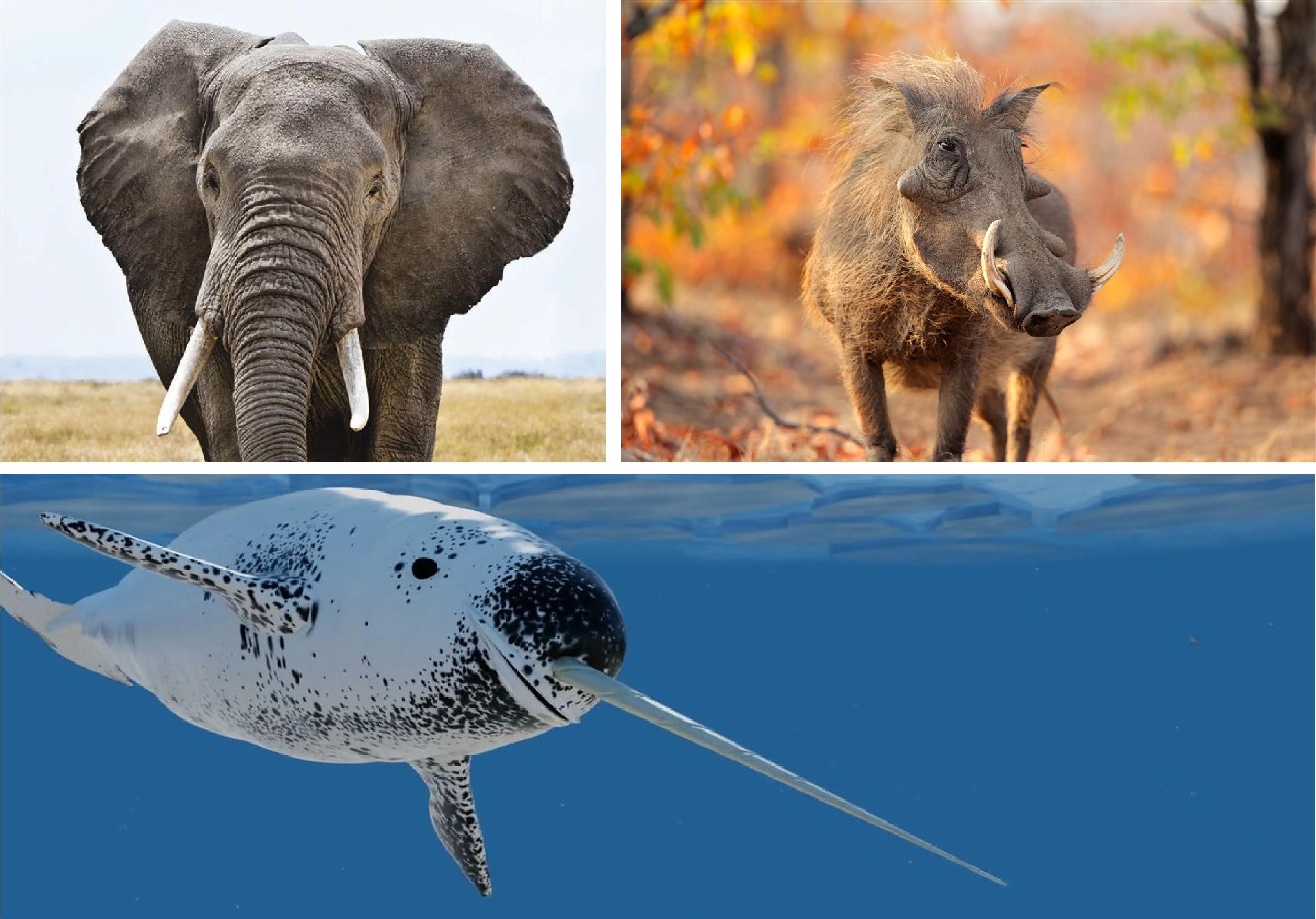 远古时期的剑齿虎就是这样捕猎的,剑齿虎牙齿这么长不容易断么