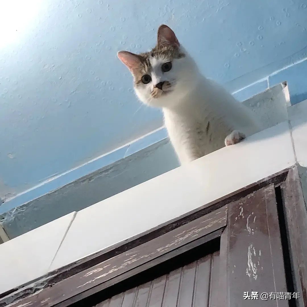 橘猫为什么是魔鬼,橘猫的恐怖之处