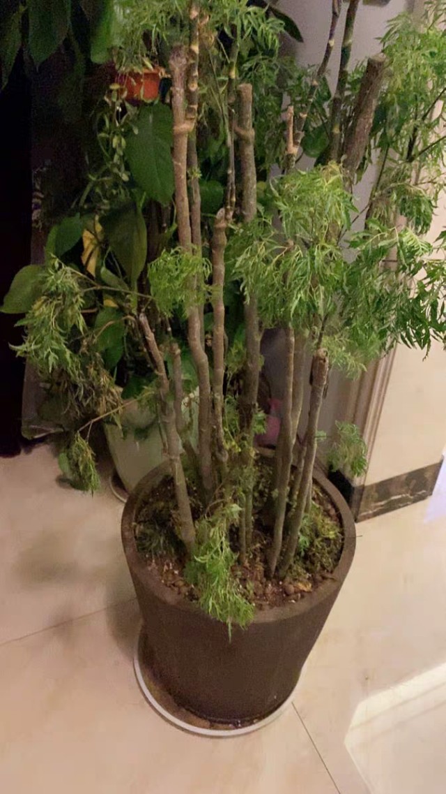 丽姐说花卉全部视频,福禄桐掉叶子发黄怎么补救