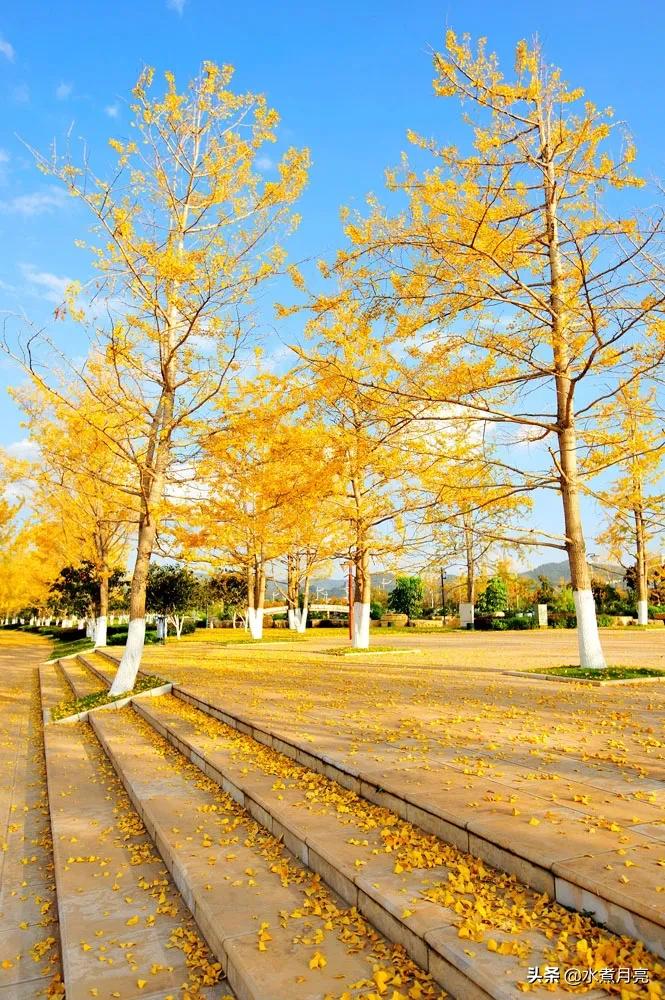 杜甫登高的深度解析,杜甫登高所蕴含的情感有