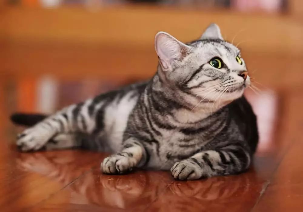 母猫常见的妇科疾病,如何保持母猫妇科健康