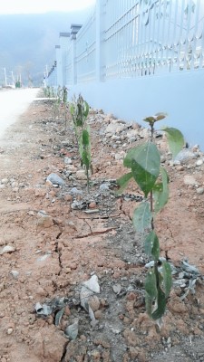 樟树食叶害虫,樟树的病虫害有哪些症状