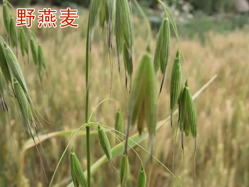 节节麦雀麦野燕麦除草剂,小麦和田野