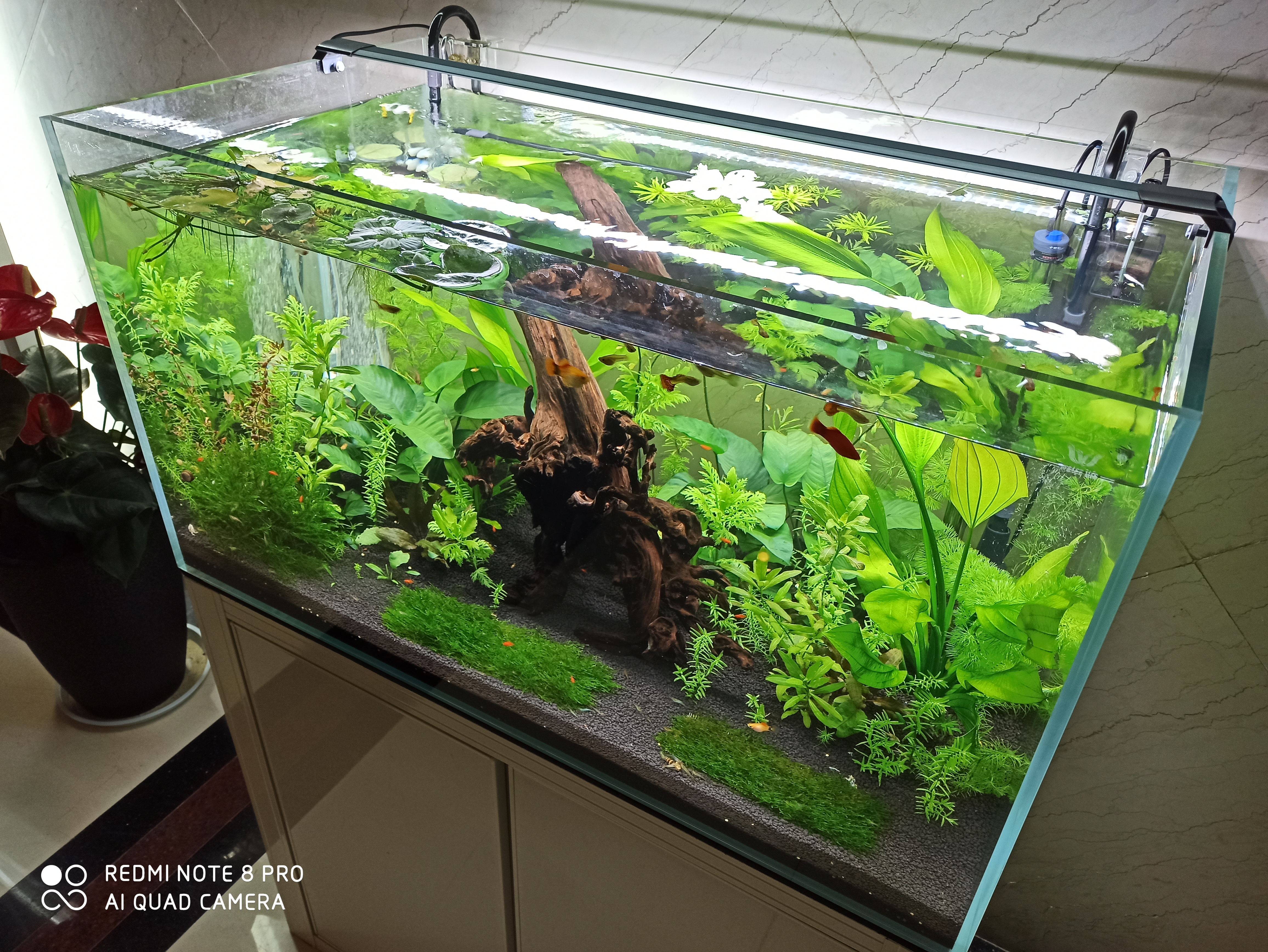 养水硝化系统多久能自己建立,不养鱼之前如何建立硝化系统