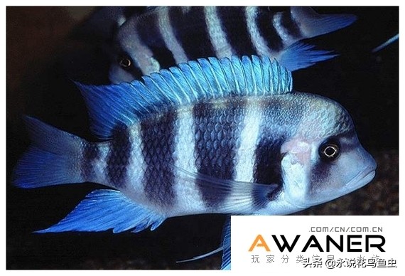 慈鲷六间混养,慈鲷科有哪些