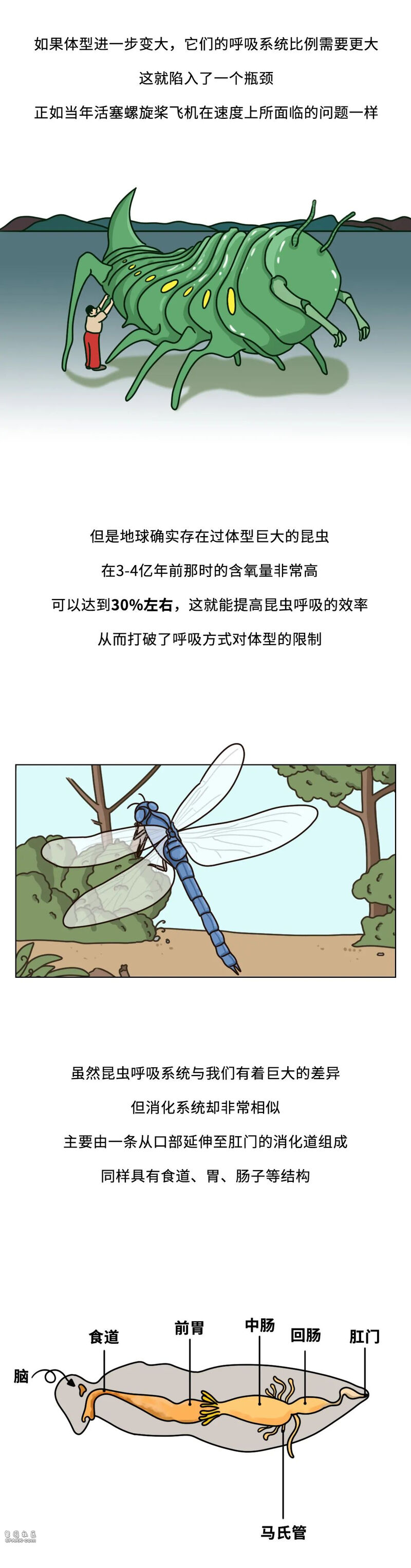 当你踩到蟑螂,蟑螂喷出来的透明液体是什么来的