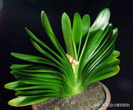 君子兰不开花用什么方法才能开花,君子兰长得太茂盛不开花怎么办