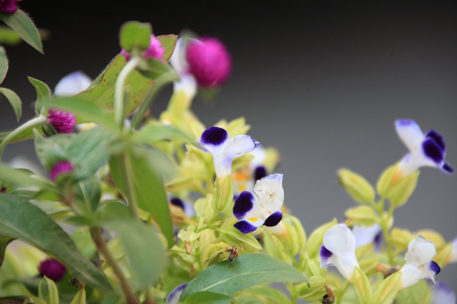 米亚罗-大美理礼县