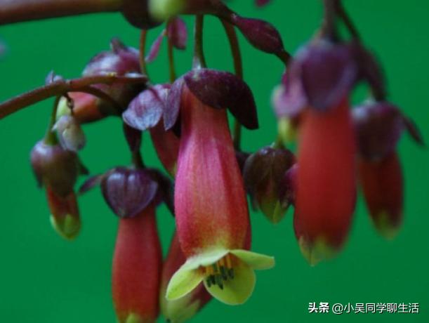 长寿花叶子一碰就掉怎么办,长寿花掉叶子怎么补救