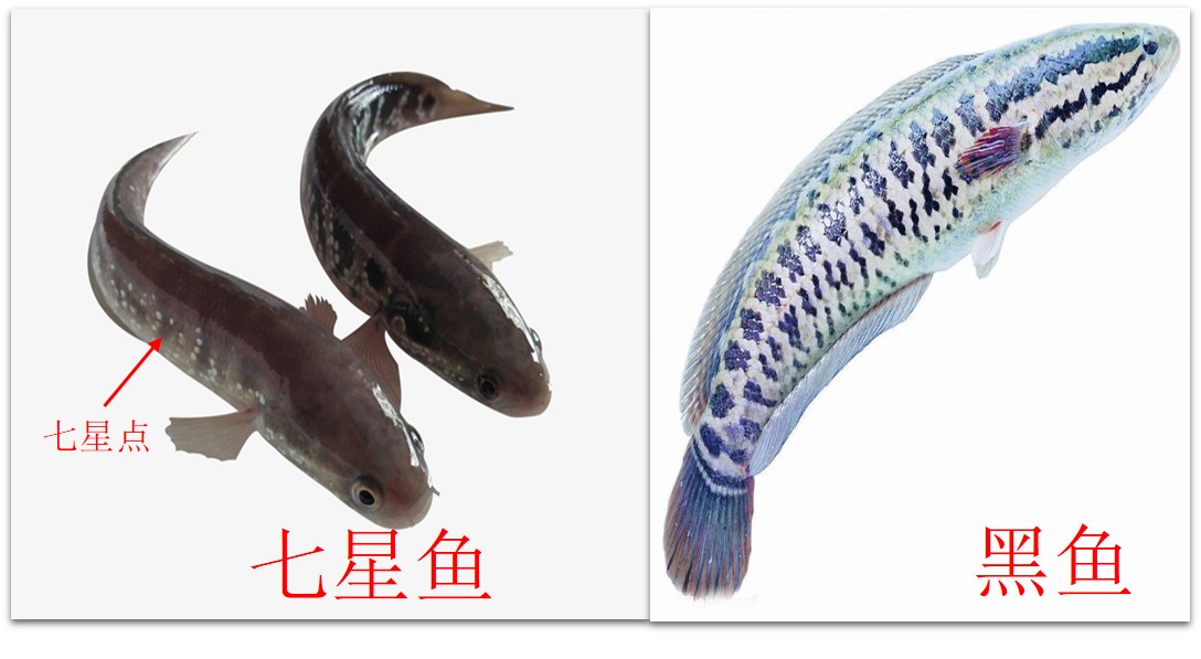 生性凶猛被人误认为是黑鱼，药用价值高但长的慢，详解钓七星鱼