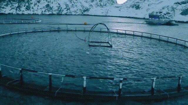 网箱养鱼的发展对策,网箱养鱼前景