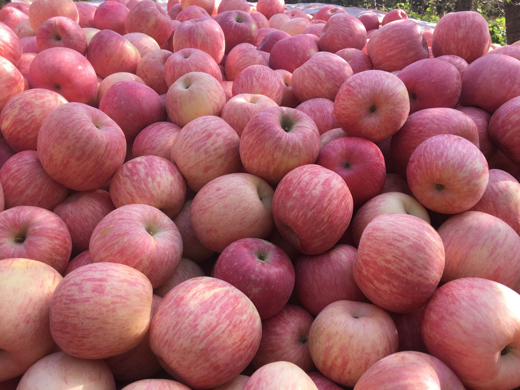 2023年苹果值得买吗,2021年苹果哪几款还值得买