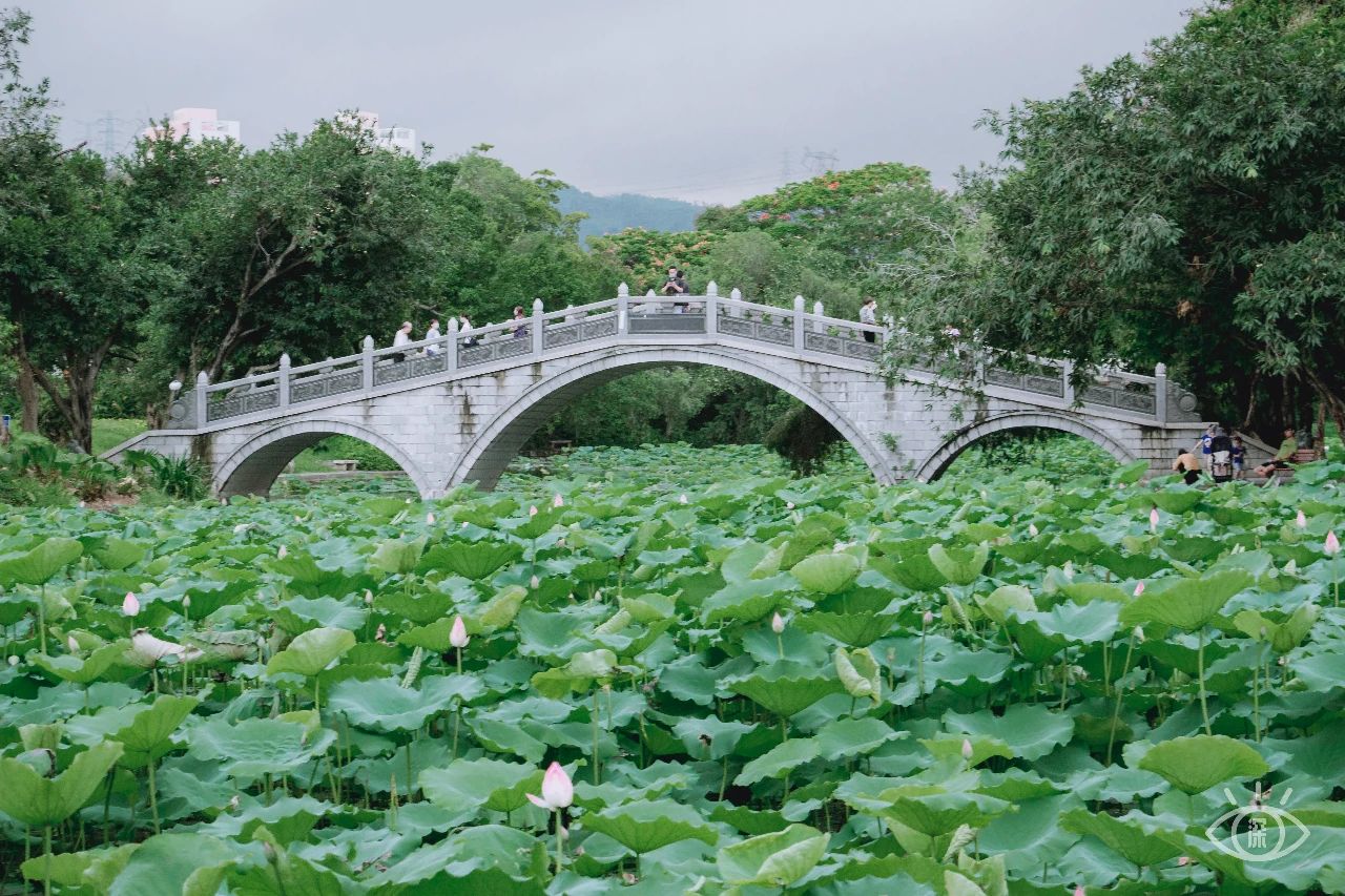 深圳洪湖公园7月18号还有荷花吗,深圳洪湖公园现在有荷花开吗
